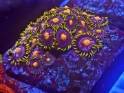 Jf Ass Monkey Zoanthid Poly Frag 3-6 Polyp