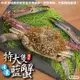 海肉管家-活凍特大隻藍花蟹3隻(400-450g/隻)