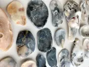 44 Natural Oyster Clam Shell pearlescent frag beach seashells jewelry craft US A