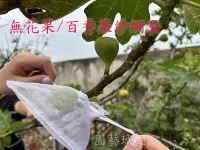 在飛比找露天拍賣優惠-【園藝城堡】無花果網袋 百香果網袋 草莓網袋 紗網袋 美紗網