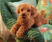NEW PLUSH SOFT TOY Folkmanis 3206 Tan Poodle Hand Puppet