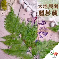 在飛比找蝦皮購物優惠-大地農園 麗莎蕨 極度花燥 兔腳蕨 永生 卷絲草 金絲草 不