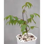 台北塊根｜COMMIPHORA APREVALII 沒藥 實生 橄欖 塊根 多肉