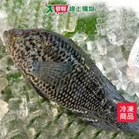 在飛比找樂天市場購物網優惠-台灣珍珠石斑300~400G/尾【愛買冷凍】