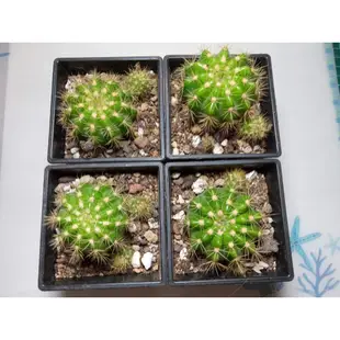 仙人掌🌵。金盛丸_多肉植物 /1-3吋_含盆土寄送。開花🌼好養 新手入門#全館購物不含運費滿199元才出貨