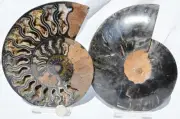Large Black Ammonite PAIR Deep Crystals 110myo FOSSIL XXL 170mm 6.6" 9570aa