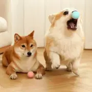 Fun for Fidos & Felines! Wiggling Ball Toy Keeps Pets Entertained (Rechargeable)