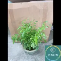 在飛比找momo購物網優惠-【花森好市】抹草(香氣 藥草 盆栽 避邪草 香草植物)