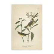 Vintage Warbler Diagram Wall Plaque Art Design by Wild Apple Portfolio