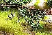 Noch 14056 HO Scale Field & Wildflowers - Laser-Cut Minis(R) -- Makes 17 Plants