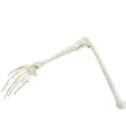 Human Upper Limb Arm and Radius Hand Bone Anatomy Model Medical Science Teaching