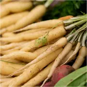 Carrot - Lunar White seeds