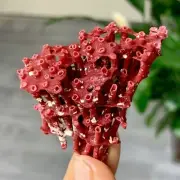6GNatural Deep Red Coral Reef Cluster Marine Mineral Crystal Specimen