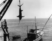 Unloading A Swordfish In Cabo Blanco 1954 Old Fishing Photo