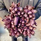 7LB Newly discovered Purple Phantom quartz crystal cluster mineral sample -