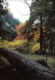 KODACHROME COLOR SLIDE - 1979 AUTUMN IN PA. - ORIG ONE OF A KIND
