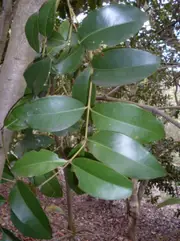 Buy Lilly Pilly - Broad-leaved tree (Acmena hemilampra)