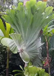 Staghorn Fern spore Platycerium Wandae 3000 - 4000 spore + FREE CERTIFICATE