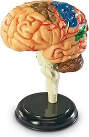 Learning Resources Brain Model