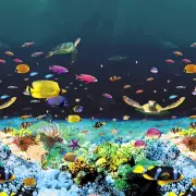 Beaded Pool Liner for Above Ground Pools - All Sizes Round & Oval Turtle Reef
