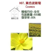 在飛比找momo購物網優惠-【蔬菜工坊】H07.黃色波斯菊種子