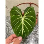 PHILODENDRON GLORIOSUM 錦緞蔓綠絨 5寸盆中段出芽