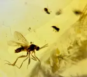 A101 BU1091 Giant Male Mayfly, ceratopogonid swarm in Burmese Amber 99 million