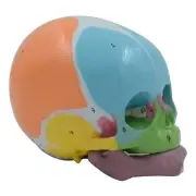 Baby Head Anatomy Model Life Size Baby Head Skeleton Model for Diseases Study