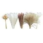 150PCS Pampas Grass Boho HomeDecor Dried Flowers-Pampas Grass Contains3082