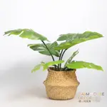 WARM HOUSE 超美北歐編織籃 編織花盆 INS風格擺飾 落地收納籃 花器 擺飾 植物花籃 自然手作風格 籃子