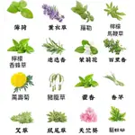 🎉🎉限時搶購1元2粒【十六款驅蚊草種子】強效驅蚊蟑螂 薄荷 九層塔 萬壽菊 驅蚊草盆栽驅蚊草種子 蓄意草種子 迷迭香種子