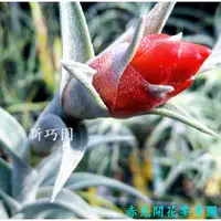 在飛比找蝦皮購物優惠-【新巧園】空氣鳳梨 赤兔Tillandsia edithae