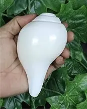 ASHIRWAD Genuine Blowing Shankh Vamavarti Dattatreya - Conch Shells - Puja Ritual - Plain Pooja Shankh - Shankhnaad (Shankh-5.0-5.5IN)