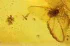 Nice Aphid Aphididae and Spider Araneae. Fossil inclusions Baltic amber #11847