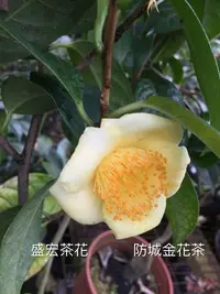 在飛比找Yahoo!奇摩拍賣優惠-【盛宏茶花】茶花品種︱5吋盆原棵茶花︱防城金花茶