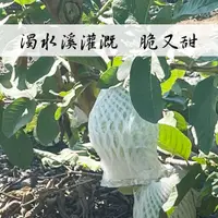 在飛比找蝦皮購物優惠-【卓の珍珠芭樂】二水珍珠芭樂 自產自銷 芭樂 脆又甜(可備註