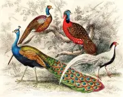 Peacock & Pheasants 8.5x11" Photo Print Illustration Bird Art Oliver Goldsmith