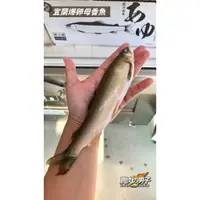 在飛比找蝦皮購物優惠-【賣肉男子】宜蘭德島爆卵母香魚／水產／抱卵香魚／冷凍香魚／烤