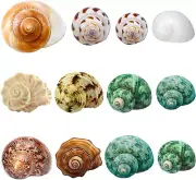 Hermit Crab Shells Medium Large 12PCS Growth Turbo Seashells Size 1.4"-3.2"