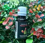 Prickly Pear Essential Oils ~ Pure Natural Aromatherapy Massage Oil - Therapeutic Grade - 100% Natural Incense - Pure essential oil (100ml)