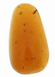 Swarm of Thrips, Fossil inclusion in Burmese Amber