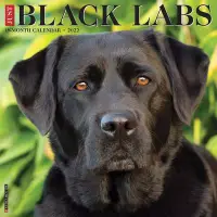 在飛比找博客來優惠-Just Black Labs 2022 Wall Cale