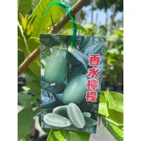 在飛比找蝦皮購物優惠-★ 逗花枝玩 ☆  水果苗 香水檸檬  4吋