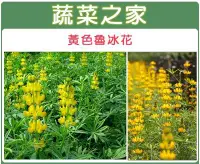 在飛比找Yahoo!奇摩拍賣優惠-【蔬菜之家00H10】大包裝.魯冰花(黃花)種子350顆(花