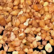 Seashells Pheasant Snail Shells~ Tiny Great for Crafters & Sailor's Valentine