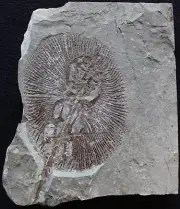 Cyclobatis major 101 Stingray Excellent Color & Tail with Spikes Fossils Lebanon