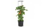 TOMATO GROWER PLANTER 300