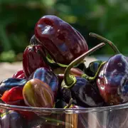 Chilli - Kathumby Big Brown seeds