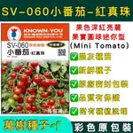 【萬樹種子】SV-060 小番茄-紅真珠 特選蔬果種子 農友種苗 彩色密封 原廠包裝