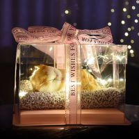 在飛比找蝦皮購物優惠-全新 橘貓擺飾禮盒 含禮盒包裝、LED燈 生日禮物 萌寵禮物